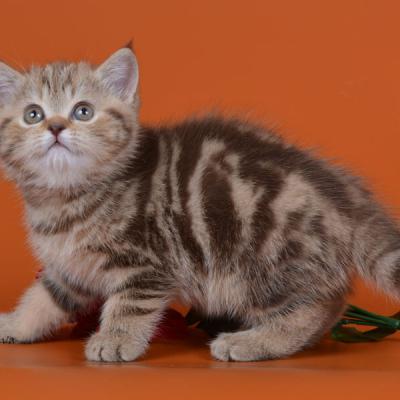 фото мраморной шоколадной британской кошки