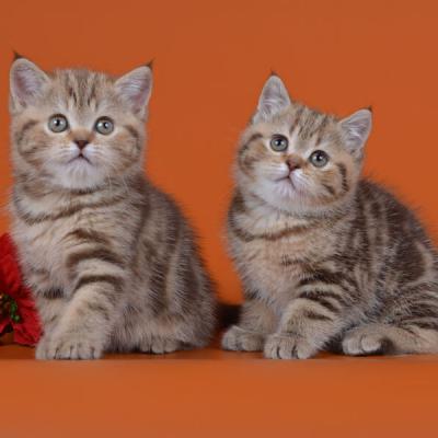 британские мраморные кошки фото