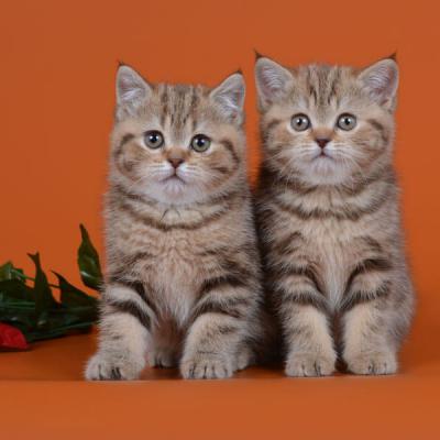 Фото шоколадных мраморных британских кошек