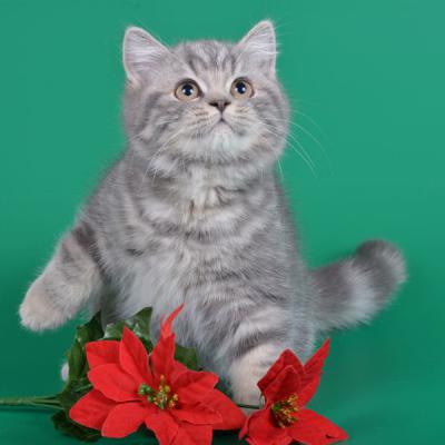Британский короткошерстный кот, фото