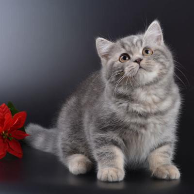 Фотосессия красивого мраморного британского кота