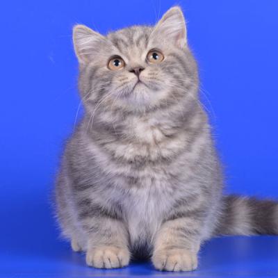 Британец-кот окраса мрамор на серебре, фото