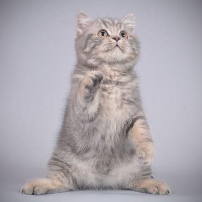 Британец кот на задних лапах, фото