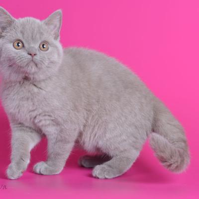 купить лилового британского котёнка, фото британского котёнка лилового