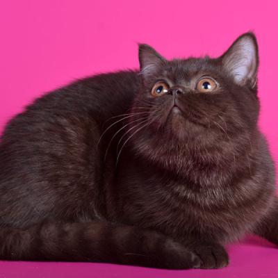 Британские коты шоколадного окраса фото