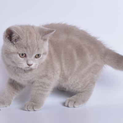 Фото лилового британца, британский котёнок лилового окраса