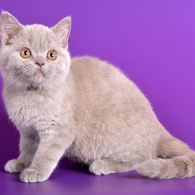 Британский котёнок лилового окраса, фото , купить лилового британского котёнка