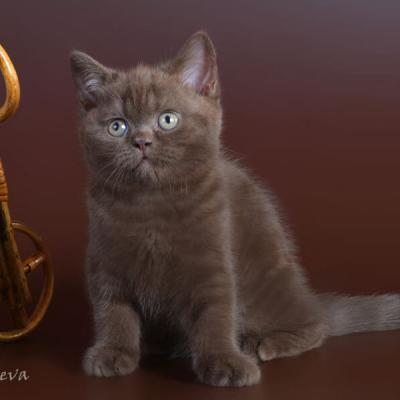 Котик британец шоколадного окраса, фото    