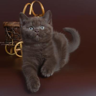 Британские котята шоколадный окрас фото