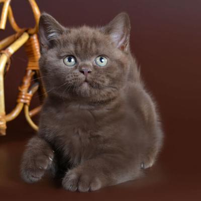 Британский короткошерстный котёнок  мальчик шоколадного окраса, фото