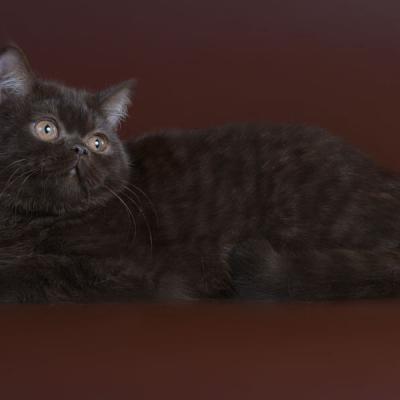 Шоколадный однотонный окрас британских кошек, фто