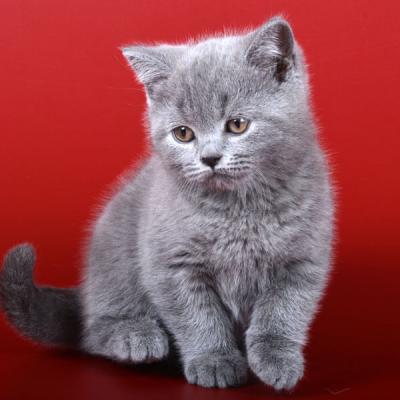 Фото голубого британского котёнка-кота