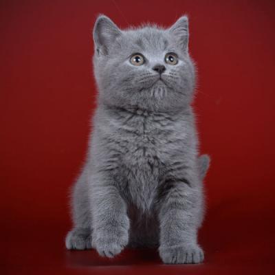 Британский короткошерстный котёнок голубого окраса, фото