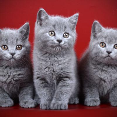 Котята-британцы голубого солидного окраса, фото