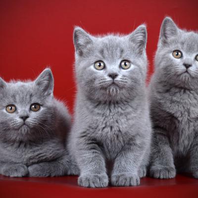 Британские голубые котята котики из питомника, фото