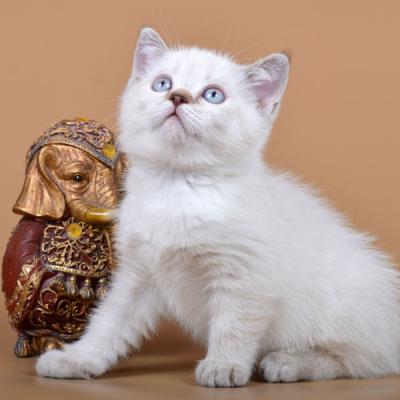 Фото британского короткошерстного котёнка окраса колор пойнт