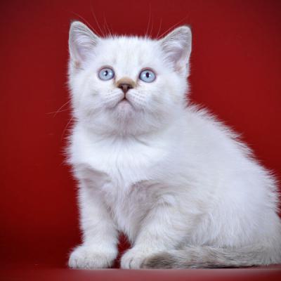 фото британского котёнка окраса колорпойнт