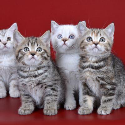 Фото британских короткошерстных котят рисованных и поинтовых окрасов