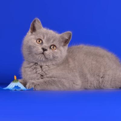 Котёнок породы британская короткошерстная голубого окраса, фото