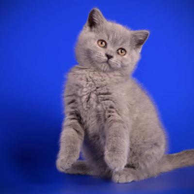 Британский голубой котёнок, фото