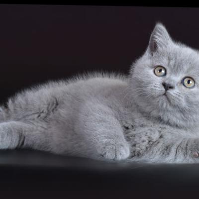Плюшевый голубой британский котёнок-кот, фото