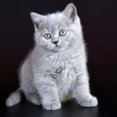 Купить британского голубого котёнка в питомнике