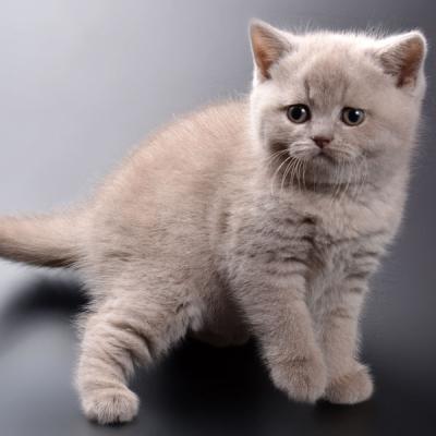 Лиловый британский котёнок, котик, фото