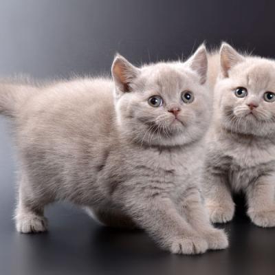 Лиловые британские котята-коты, фото