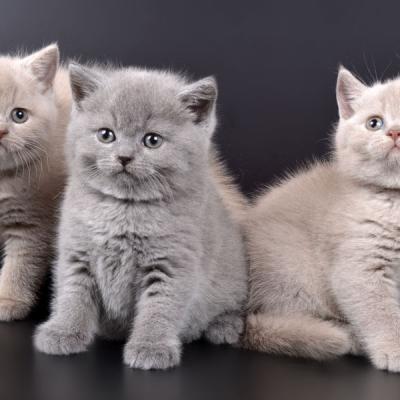 Голубые и лиловые британские котята, 1,5 месяца, фото