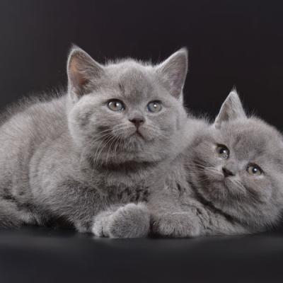 Голубые британские котики, фото