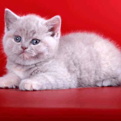 Фото британского лилово-кремового котёнка 