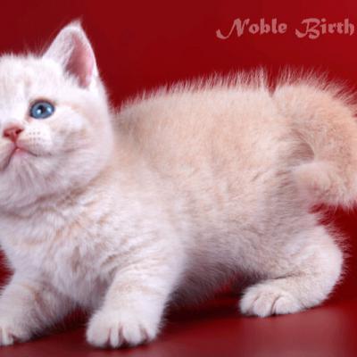 Фото светло-кремового британского котёнка