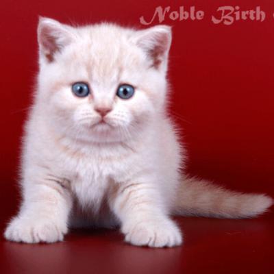 Кремовый британский котёнок-кот фото