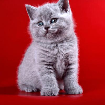 Красивый британский голубой котёнок фото