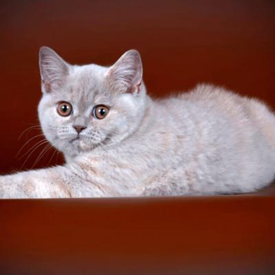 Лилово-кремовая черепаховая кошка британка фото