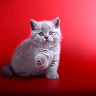 Голубой британский котёнок фото