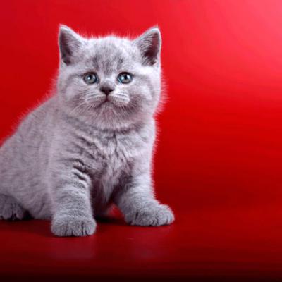 Красивый британский котёнок голубого окраса фото