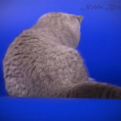 Британский голубой плюшевый котёнок-кот фото
