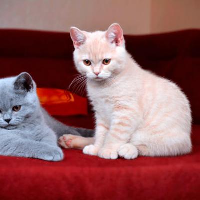 Британские котята голубого и кремового окраса фото