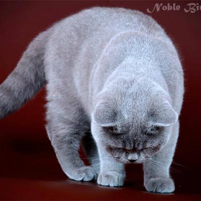Светло-голубой британский кот фото