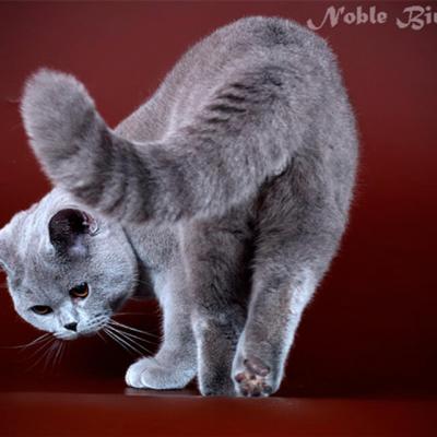 Голубой кот британской породы кошек