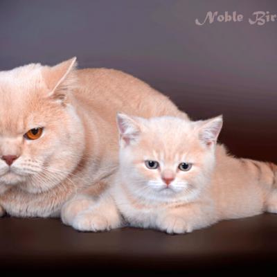 Британские кремовые коты папа и сын, фото 