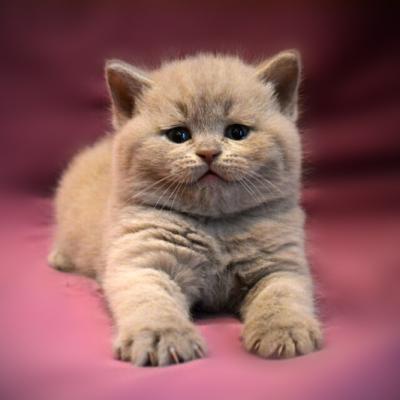 Британец лиловый - кот Фенимор, фото