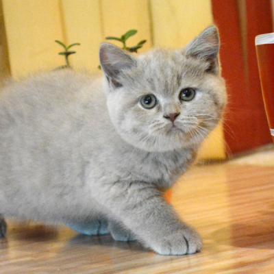 Флинти - британский лиловый кот, фото