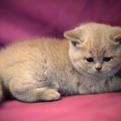 Британский лиловый котёнок-кот, фото