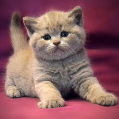 Флинти - лиловый британский короткошерстный котёнок, фото