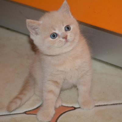 Британский кремовый котёнок , фото 