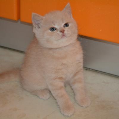 Британский кот персикового, фото