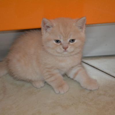 Котёнок британской породы окраса персиковый (бежевый)