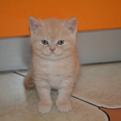 Британский кот окраса кремовый (бежевый), фото